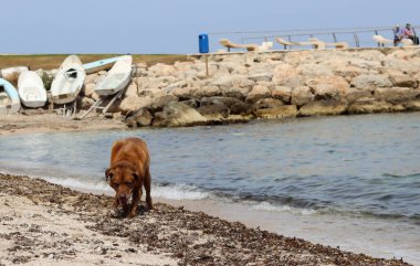 Güneşli bir günde kumsalda oynayan büyük kahverengi köpek. Seçici odaklanma. Mutlu evcil hayvanların yaşam konsepti. 