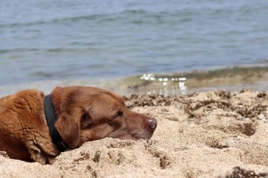 Deniz kenarındaki kumda yatan yaşlı köpek. Kumsaldaki kahverengi Labrador köpeği. Hayvan bakımı konsepti. 