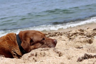 Deniz kenarındaki kumda yatan yaşlı köpek. Kumsaldaki kahverengi Labrador köpeği. Hayvan bakımı konsepti. 