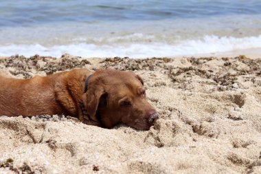 Labrador Retriever yazın kumsalda dinleniyor. Yaşlı köpeğin hayatı. Hayvan bakımı konsepti. 