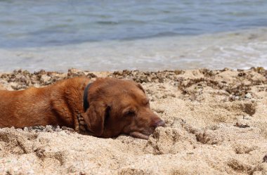 Labrador Retriever yazın kumsalda dinleniyor. Yaşlı köpeğin hayatı. Hayvan bakımı konsepti. 