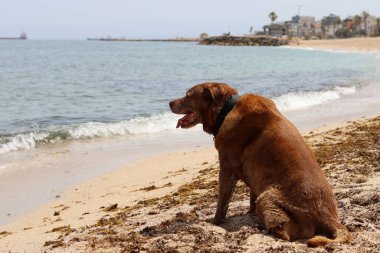 Labrador Retriever sahilde oturuyor ve denize bakıyor.