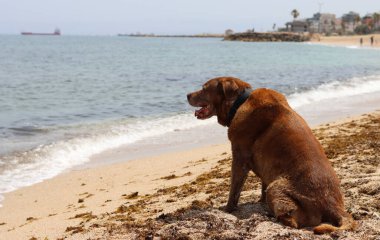 Labrador Retriever sahilde oturuyor ve denize bakıyor.