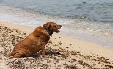 Labrador Retriever sahilde oturuyor ve denize bakıyor.