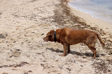 Güneşli bir günde kumsalda oynayan büyük kahverengi köpek. Seçici odaklanma. Mutlu evcil hayvanların yaşam konsepti. 