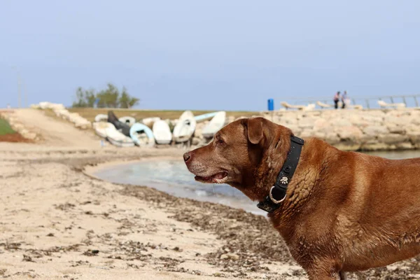 Brauner Hund Beim Spielen Strand Des Meeres Haustierpflegekonzept Erwachsener Hund — Stockfoto