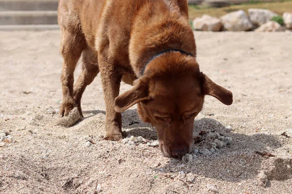 stock image Adult Labrador dog digging hole in the sand. Brown dog playing in the sand on the beach, close-up