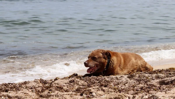 Labrador Retriever Leżący Piasku Pobliżu Morza Latem Koncepcja Życia Starszego — Zdjęcie stockowe