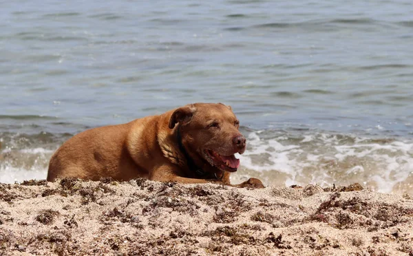 Starszy Pies Leżący Piasku Nad Morzem Brązowy Pies Labrador Plaży — Zdjęcie stockowe