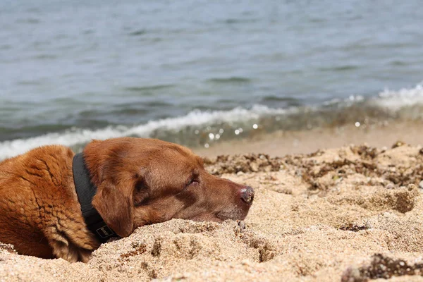 Starszy Pies Leżący Piasku Nad Morzem Brązowy Pies Labrador Plaży — Zdjęcie stockowe