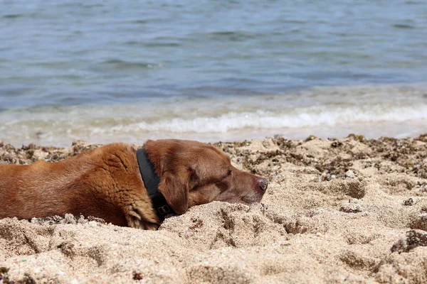 Labrador Retriever Spoczywa Latem Piasku Plaży Życie Starszego Psa Pojęcie — Zdjęcie stockowe