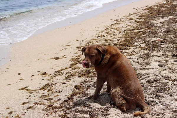 Duży Brązowy Pies Bawiący Się Plaży Słoneczny Dzień Wybiórcze Skupienie — Zdjęcie stockowe