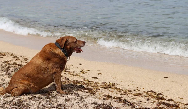 Labrador Retriever Siedzi Plaży Patrzy Morze — Zdjęcie stockowe