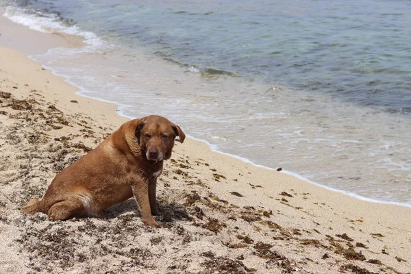 Duży Brązowy Pies Bawiący Się Plaży Słoneczny Dzień Wybiórcze Skupienie — Zdjęcie stockowe