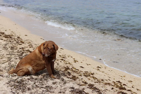 Labrador Retriever Spoczywa Latem Piasku Plaży Życie Starszego Psa Pojęcie — Zdjęcie stockowe