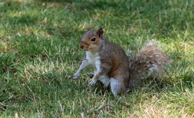 Sincap bir yaz parkında yerde yiyecek arıyor. Vahşi bir hayvana yakın çekim. 
