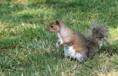 Sincap bir yaz parkında yerde yiyecek arıyor. Vahşi bir hayvana yakın çekim. 