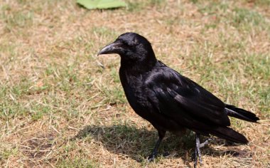 Yerde oturan siyah karga (Corvus corax). Siyah karga yakın çekim fotoğrafı. Güzel koyu parlak tüylerin dokusu. Çiftlikteki siyah kuş. 
