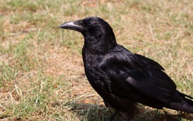 Yerde oturan siyah karga (Corvus corax). Siyah karga yakın çekim fotoğrafı. Güzel koyu parlak tüylerin dokusu. Çiftlikteki siyah kuş. 