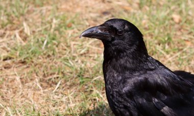 Yerde oturan siyah karga (Corvus corax). Siyah karga yakın çekim fotoğrafı. Güzel koyu parlak tüylerin dokusu. Çiftlikteki siyah kuş. 