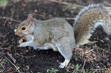 Sincap bir yaz parkında yerde yiyecek arıyor. Vahşi bir hayvana yakın çekim. 