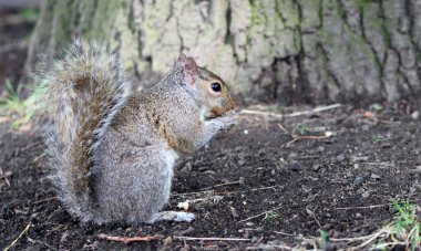 Meraklı gri sincap. Şirin gri Avrupalı sincabı yakından çek. Vahşi konseptteki hayvanlar. 