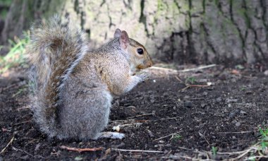 Meraklı gri sincap. Şirin gri Avrupalı sincabı yakından çek. Vahşi konseptteki hayvanlar. 