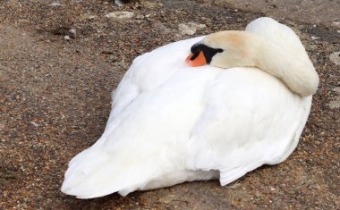 Gölün kıyısında bir kuğu. Dilsiz kuğu, Cygnus rengi.