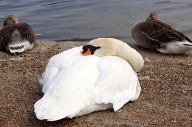 Gölün kıyısında bir kuğu. Dilsiz kuğu, Cygnus rengi.