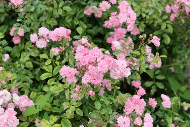 Bahçede açan güzel pembe gül çalısı. Pembe taç yapraklarının yakın plan fotoğrafı. Gül bahçesinde yaz günü. 