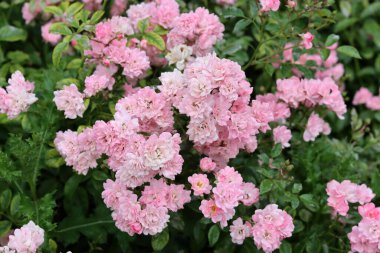 Bahçede açan güzel pembe gül çalısı. Pembe taç yapraklarının yakın plan fotoğrafı. Gül bahçesinde yaz günü. 