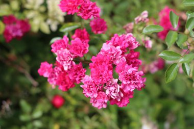 Bahçede çiçek açan gül çalısı. Güzel yaz çiçeklerinin yakın fotoğrafını çek. 