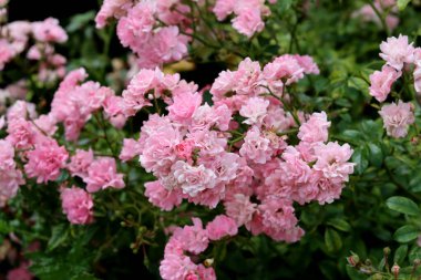 Bir yaz günü bahçede açan pembe gül çiçekleri, yakın plan fotoğraf. Doğa arkaplanı