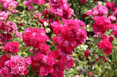 Bahçede açan güzel pembe gül çalısı. Pembe taç yapraklarının yakın plan fotoğrafı. Gül bahçesinde yaz günü. 