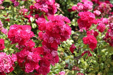 Bahçede açan güzel pembe gül çalısı. Pembe taç yapraklarının yakın plan fotoğrafı. Gül bahçesinde yaz günü. 