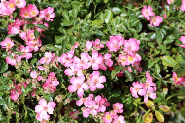 Bir yaz günü bahçede açan pembe gül çiçekleri, yakın plan fotoğraf. Doğa arkaplanı