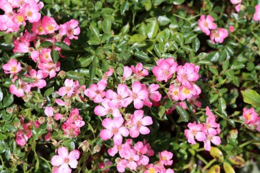 Bir yaz günü bahçede açan pembe gül çiçekleri, yakın plan fotoğraf. Doğa arkaplanı