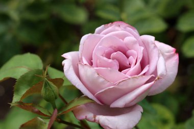 Bahçede çiçek açan gül çalısı. Güzel yaz çiçeklerinin yakın fotoğrafını çek. 