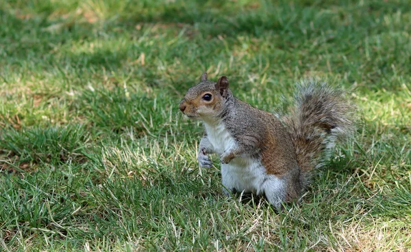 stock image Curious gray squirrel. Close up photo of cute grey European squirrel. Animals in the wild concept. 