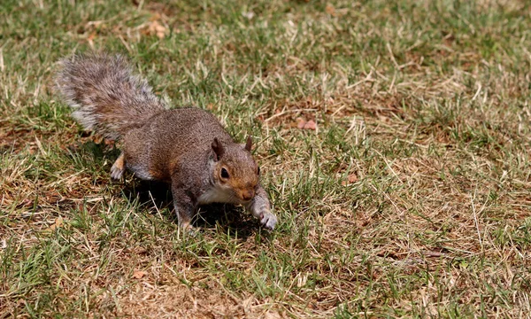 Eichhörnchen Auf Nahrungssuche Auf Dem Boden Einem Sommerpark Nahaufnahme Eines — Stockfoto