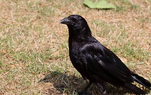 stock image Black crow (Corvus corax) sitting on the ground. Black crow close up photo. Beautiful dark shiny feathers texture. Black bird on a farm. 