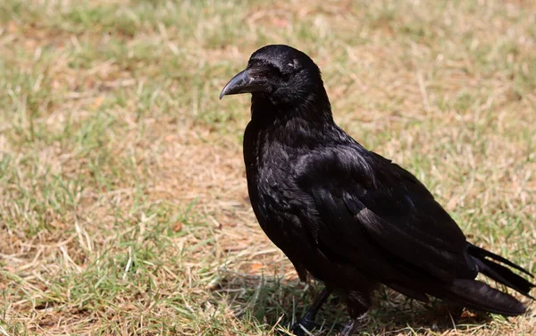 Schwarze Krähe Corvus Corax Auf Dem Boden Sitzend Schwarze Krähe — Stockfoto