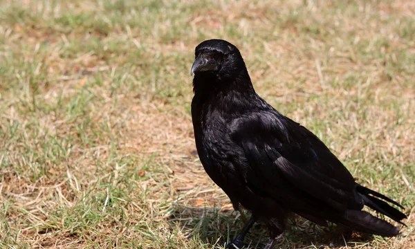 stock image Black crow (Corvus corax) sitting on the ground. Black crow close up photo. Beautiful dark shiny feathers texture. Black bird on a farm. 