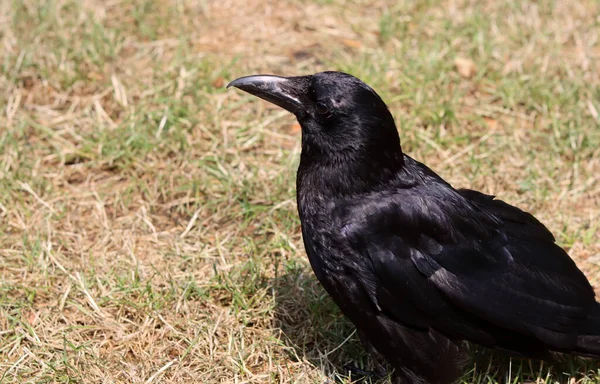 stock image Black crow (Corvus corax) sitting on the ground. Black crow close up photo. Beautiful dark shiny feathers texture. Black bird on a farm. 