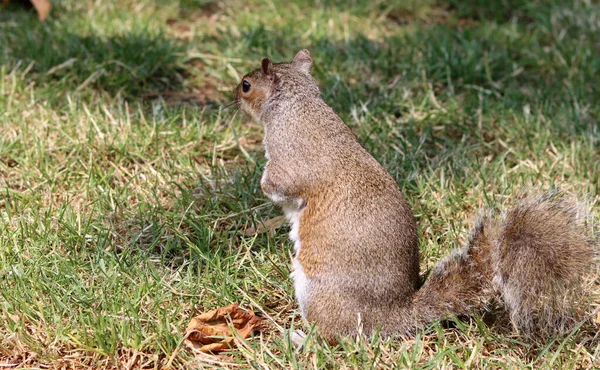 stock image Squirrel looking for food on the ground in a summer park. Close-up of a wild animal. 