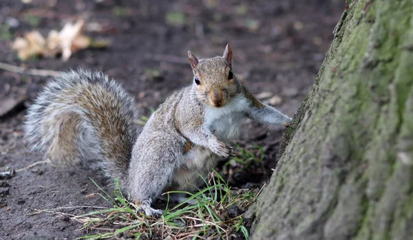 stock image Squirrel looking for food on the ground in a summer park. Close-up of a wild animal. 