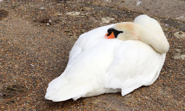 Gölün kıyısında bir kuğu. Dilsiz kuğu, Cygnus rengi.