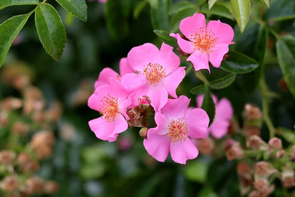 Vaaleanpunaiset Luonnonvaraiset Ruusut Kukkivat Puutarhassa Kesäpäivänä Lähikuva Valokuva Luonnon Tausta — kuvapankkivalokuva