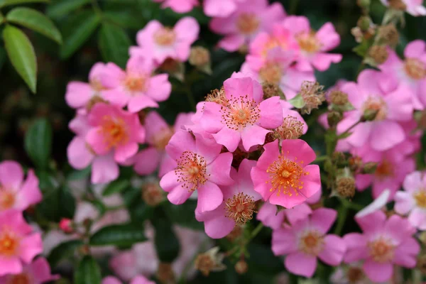 Rosa Fiori Rosa Selvatica Fioritura Giardino Giorno Estate Foto Primo — Foto Stock