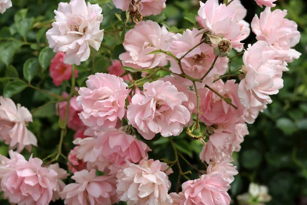 Krásný Růžový Keř Růží Kvetoucí Zahradě Detailní Fotografie Růžových Okvětních — Stock fotografie